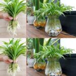 3 Plantas que Limpam a Casa e Ajudam a Mantê-la Saudável - Receita Completa