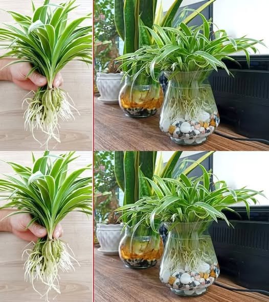 3 Plantas que Limpam a Casa e Ajudam a Mantê-la Saudável - Receita Completa