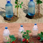 Como Regar as Plantas por um Mês Sem Custos: Guia Completo! - Receita Completa