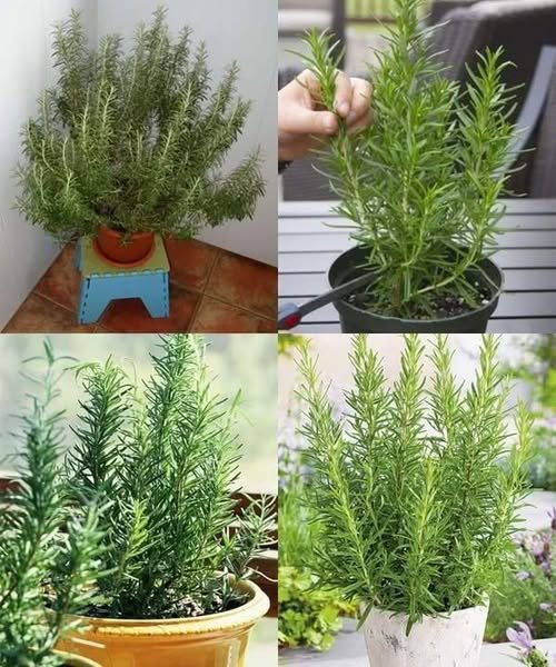 Alecrim: O Truque Para Cultivar e Perfumar Sua Casa Facilmente - Receita Completa
