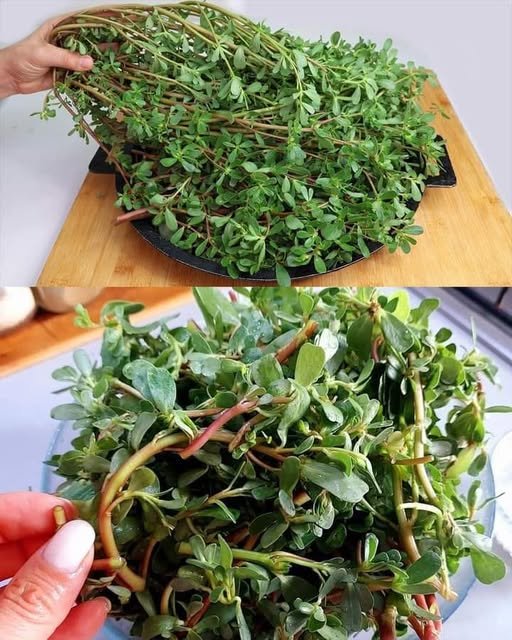 Bardolega: A Planta Que Supera a Carne em Sabor e Nutrientes - Receita Completa