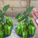 como-plantar-pimentao-em-vaso-12041