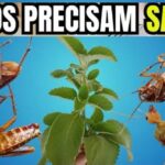 repelente-caseiro-