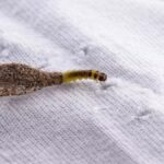 Imagem da página de origem