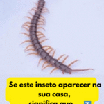 Atenção: tenha muito cuidado se este inseto aparecer em sua casa Imagem da página de origem