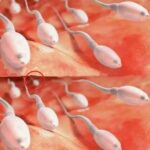 O que os estudos dizem quando você engole S#m#n do seu parceiro – Imagem da página de origem