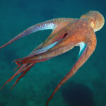 Real ou fake? Polvo gigante Polvo-Gigante-do-Pacífico-3