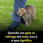 Quando um Gato se Esfrega em Você: o Que Isso Significa 600397936_122158143278740750_7068223011542171187_n